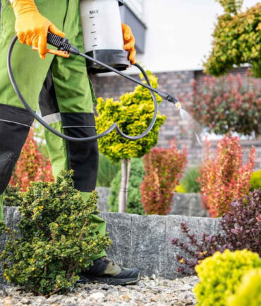 Lawn Care and Weed Control